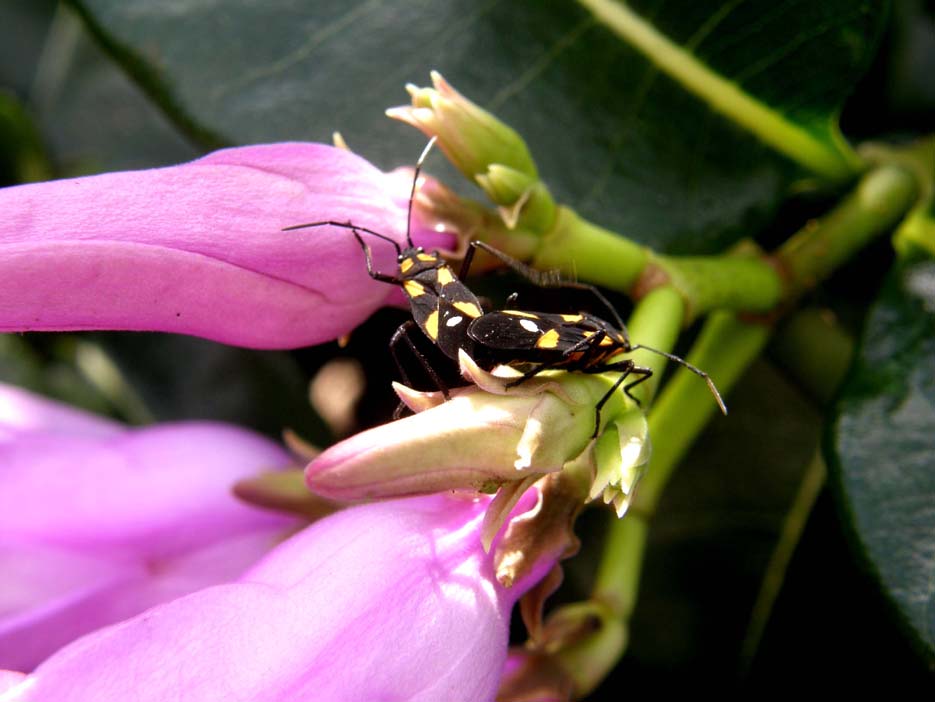 Eterotteri messicani:  Oncopeltus sexmaculatus (Lygaeidae)