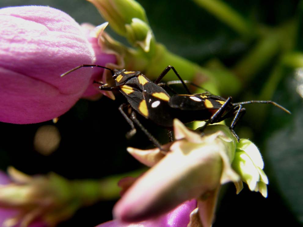 Eterotteri messicani:  Oncopeltus sexmaculatus (Lygaeidae)