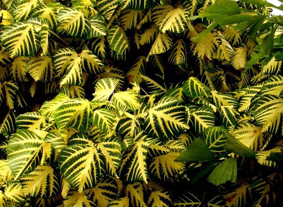 Foglie caraibiche - Erythrina indica picta