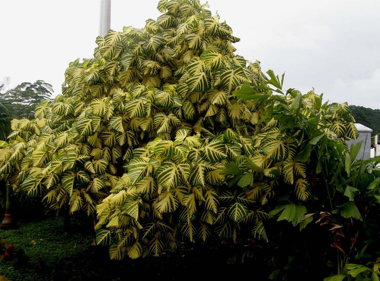 Foglie caraibiche - Erythrina indica picta