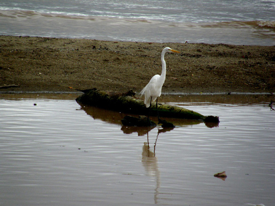 Aironi dell''Honduras