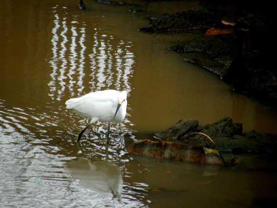 Aironi dell''Honduras