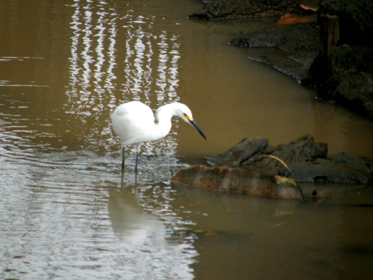 Aironi dell''Honduras