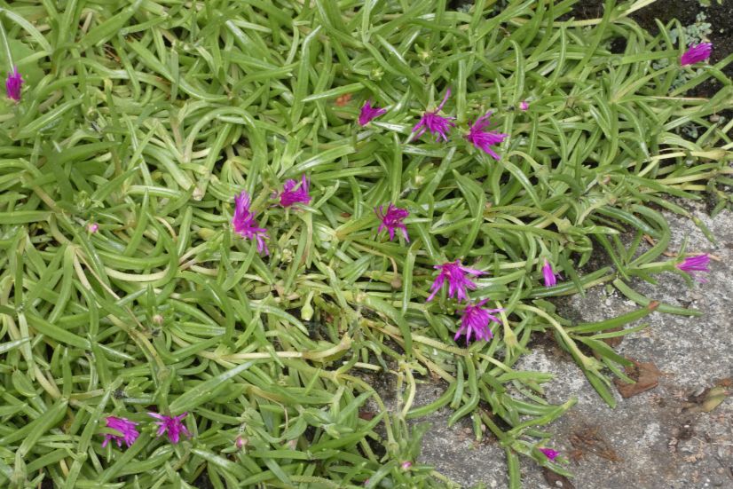 Aizoaceae: Delosperma....?  Delosperma cooperi