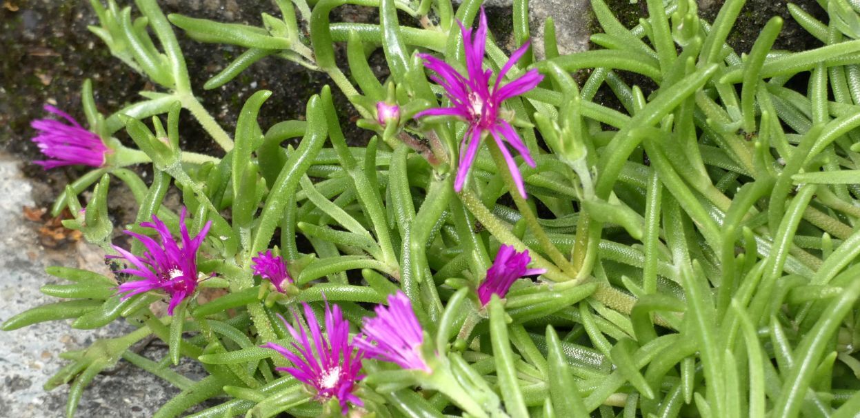 Aizoaceae: Delosperma....?  Delosperma cooperi