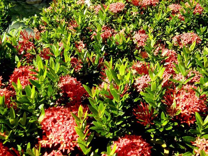 Rosei fiori caraibici - Ixora sp.