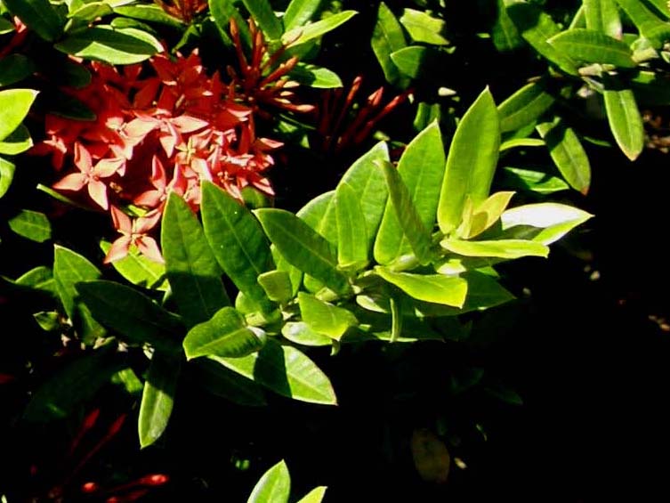 Rosei fiori caraibici - Ixora sp.