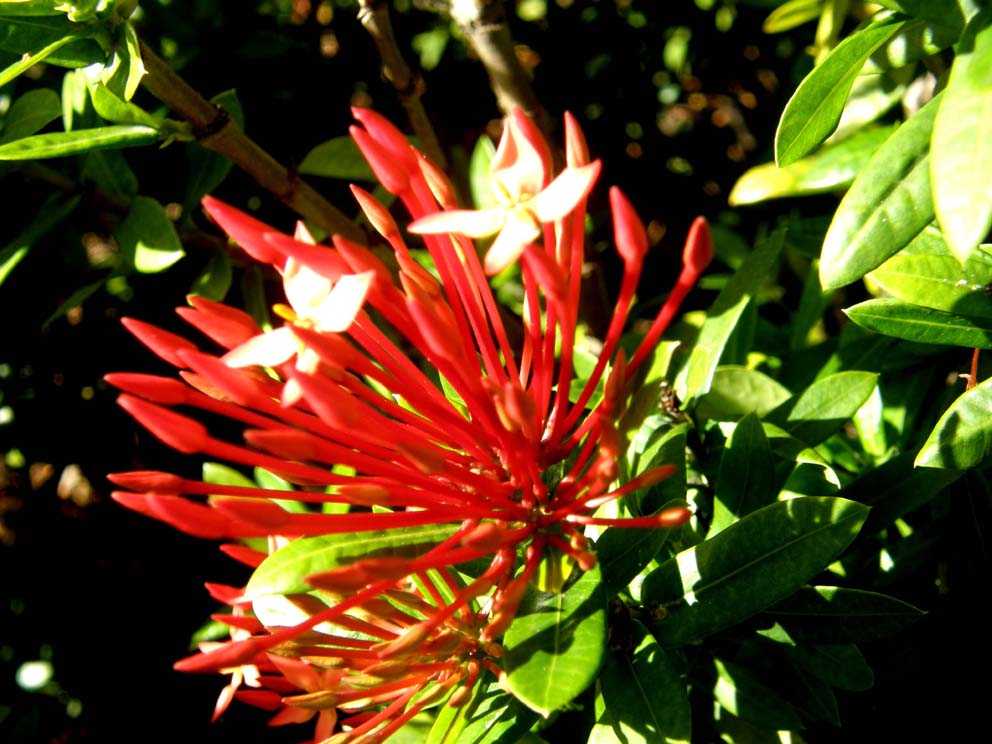 Rosei fiori caraibici - Ixora sp.