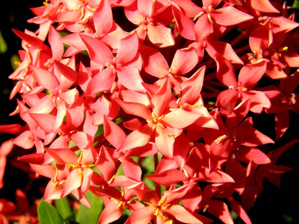 Rosei fiori caraibici - Ixora sp.