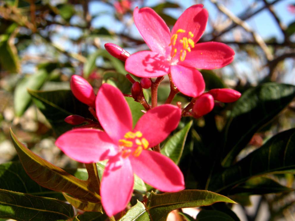 Splendido fiore viola in Giamaica.- Jatropha integerrima