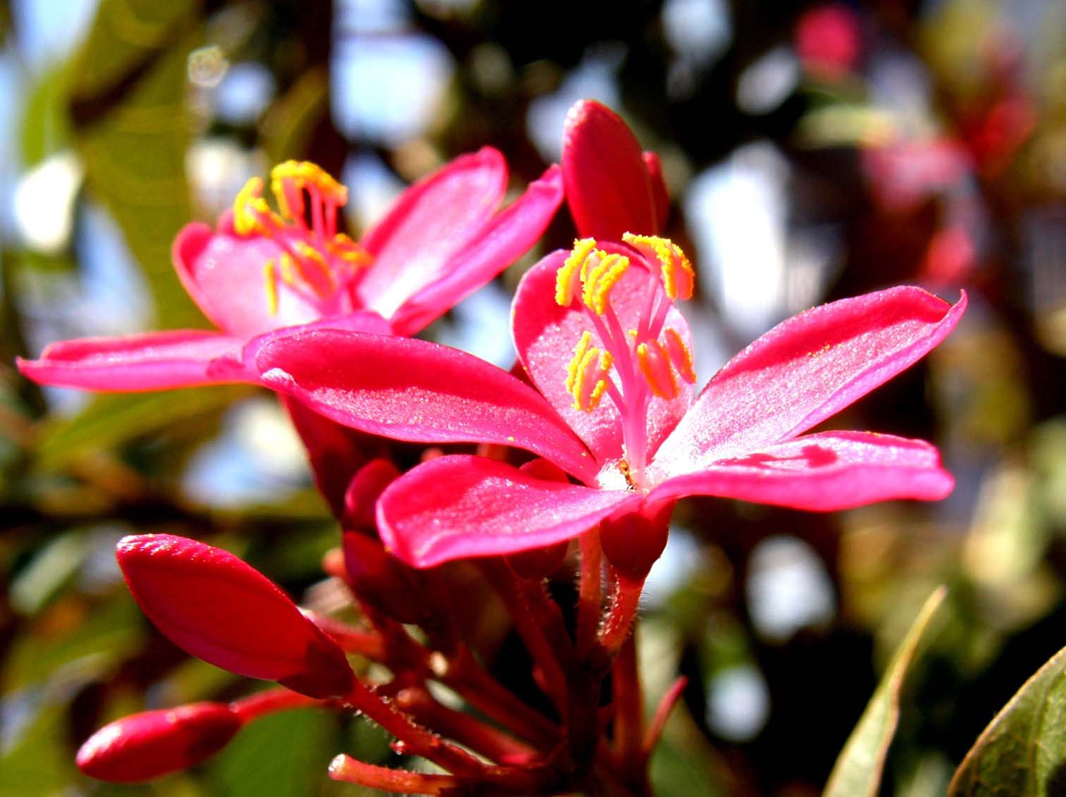 Splendido fiore viola in Giamaica.- Jatropha integerrima