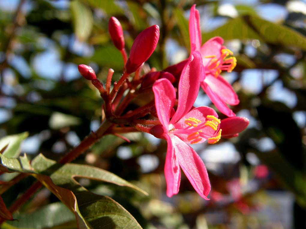 Splendido fiore viola in Giamaica.- Jatropha integerrima