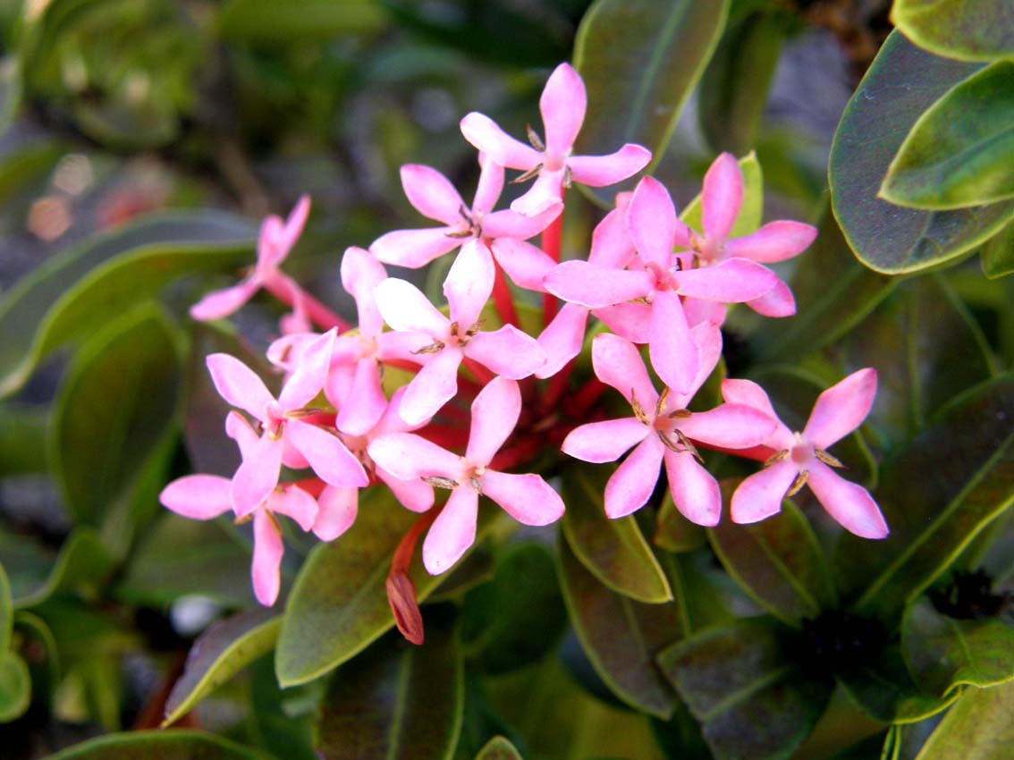 Altri fiori rosa caraibici.