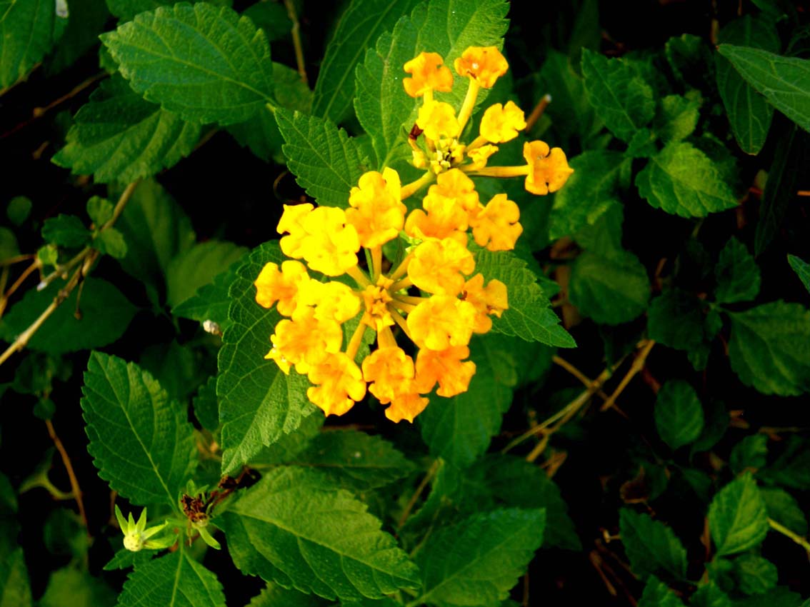 Altro fiore giallo in Giamaica - Lantana camara