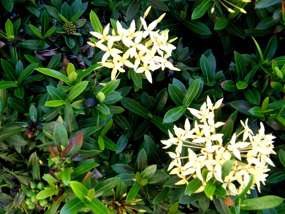 In Giamaica: ancora Ixora sp.