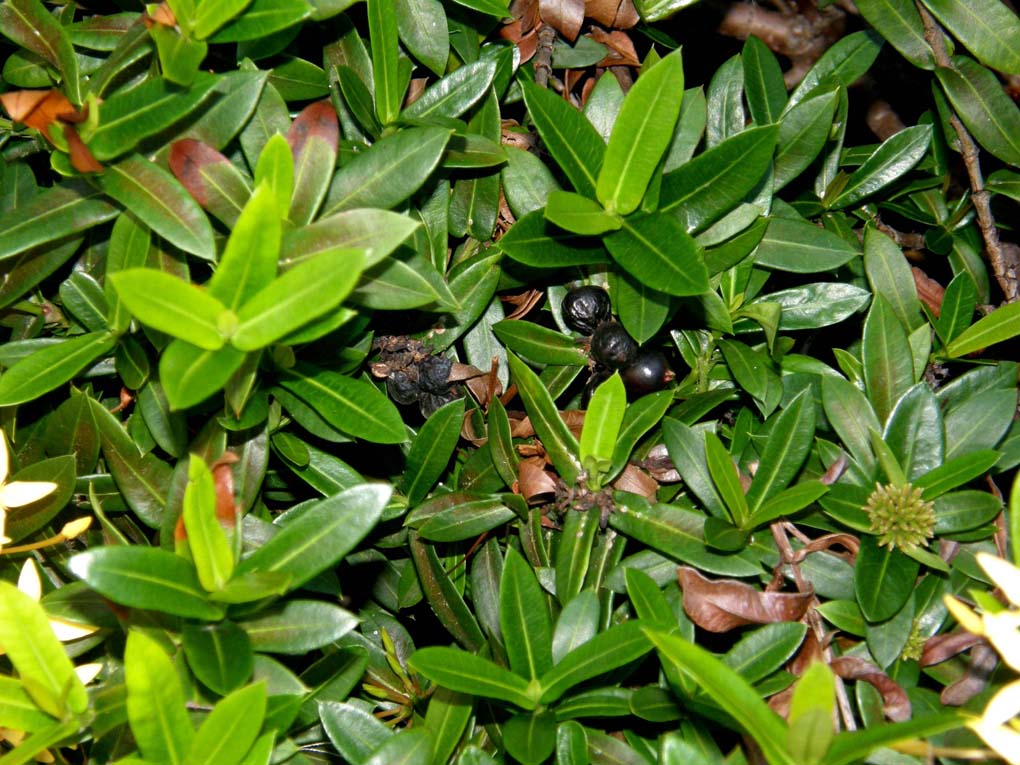 In Giamaica: ancora Ixora sp.