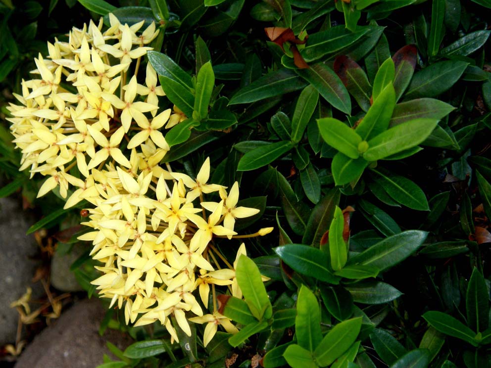 In Giamaica: ancora Ixora sp.