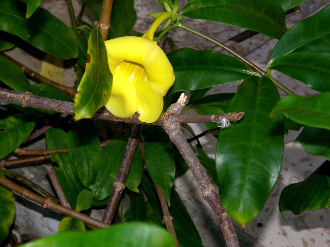 Giallo fiore giamaicano. - Allamanda cathartica