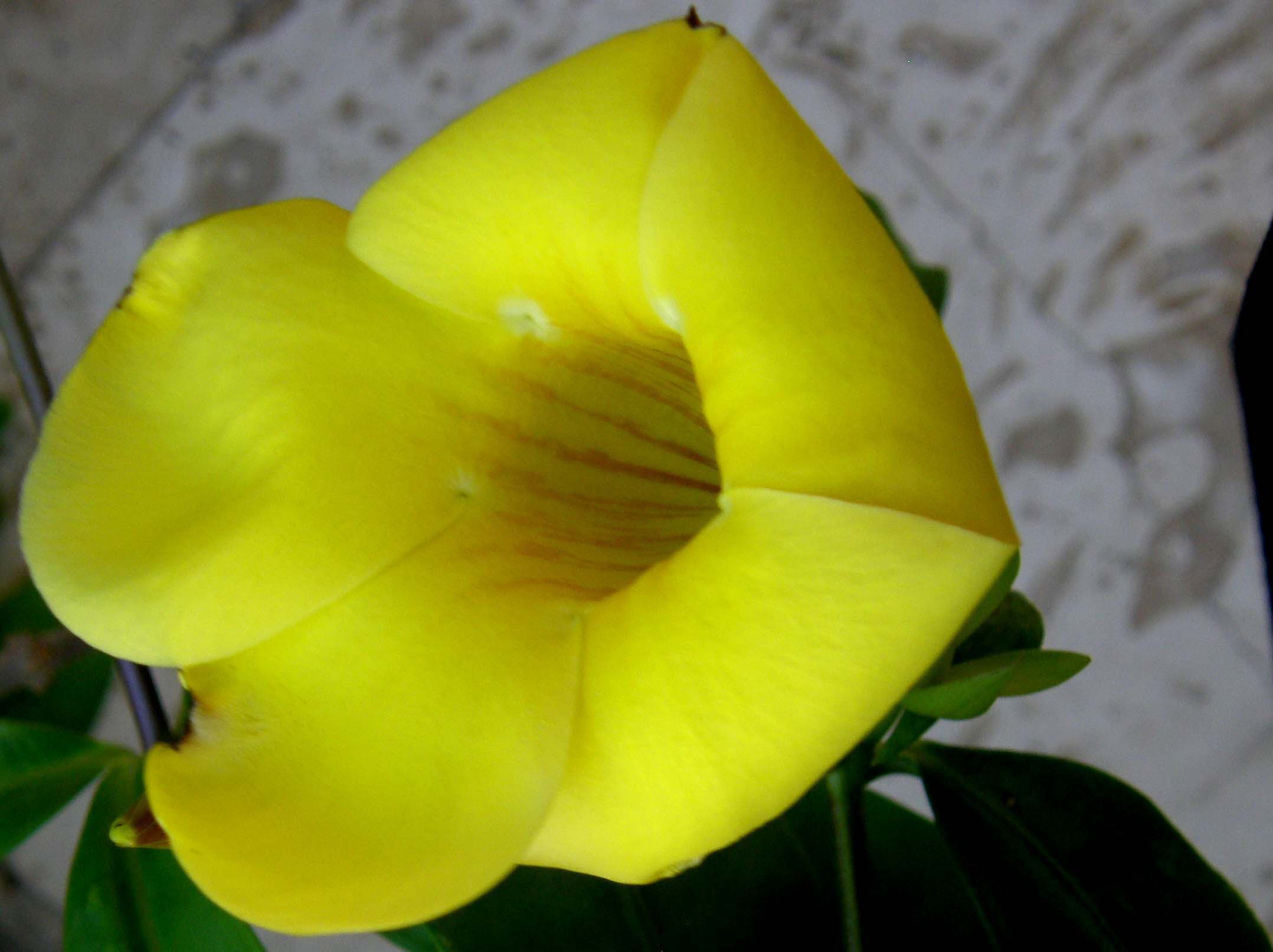 Giallo fiore giamaicano. - Allamanda cathartica