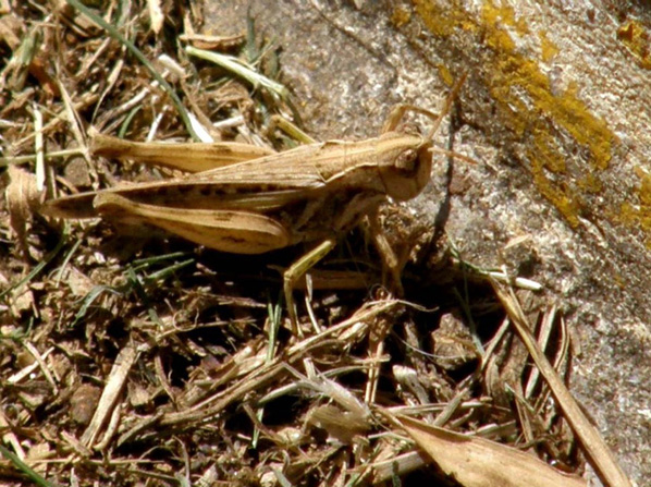 Cavalletta giamaicana: Acrididae Gomphocerinae