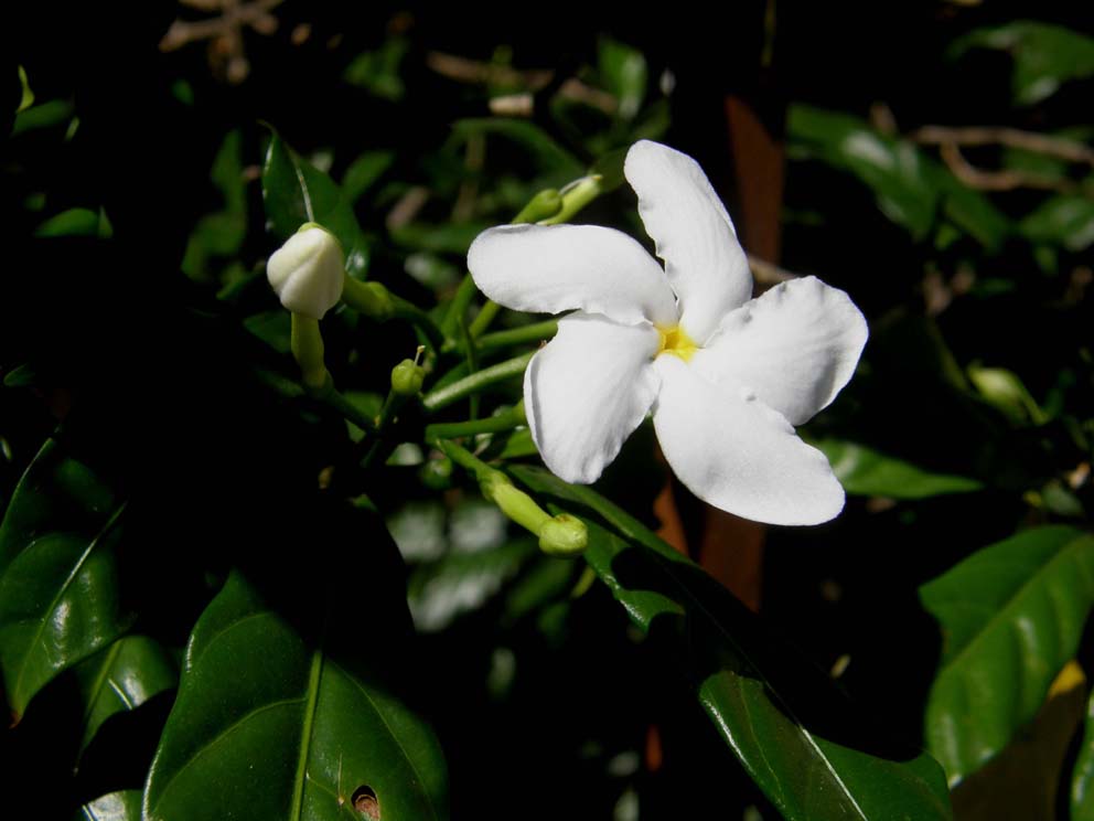 Gelsomini (?) giamaicani : Tabernaemontana divaricata ?