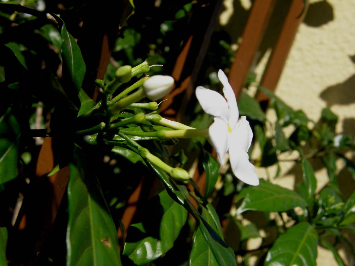 Gelsomini (?) giamaicani : Tabernaemontana divaricata ?