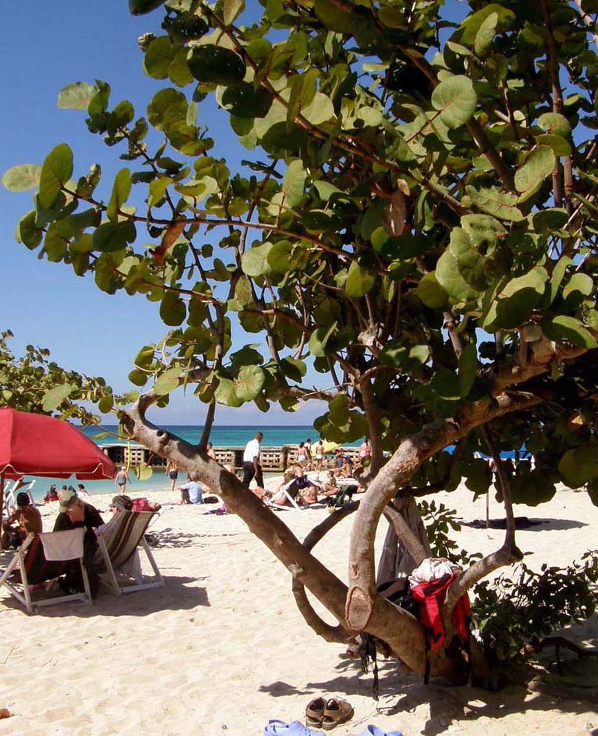 Sulla spiaggia in Giamaica. - Coccoloba uvifera