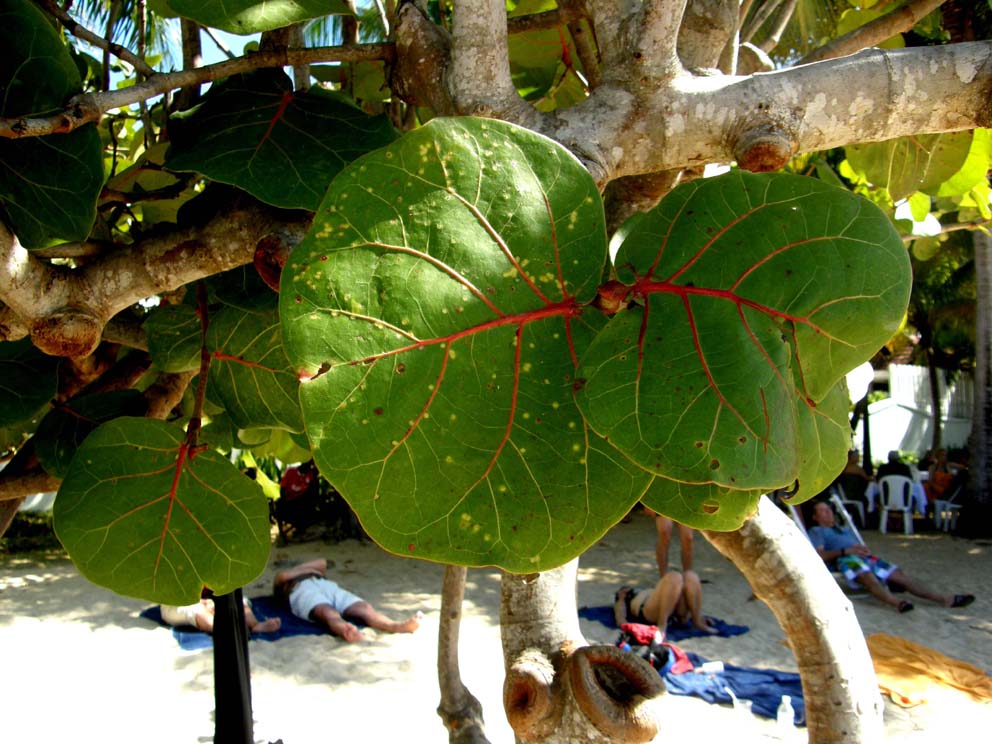 Sulla spiaggia in Giamaica. - Coccoloba uvifera