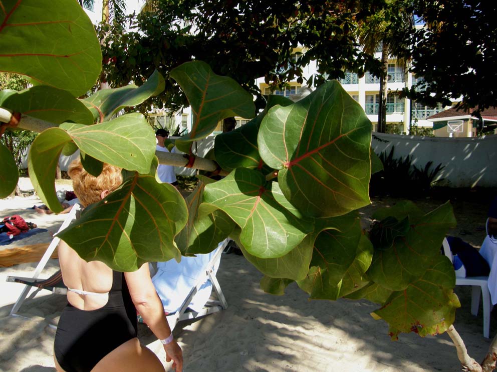 Sulla spiaggia in Giamaica. - Coccoloba uvifera