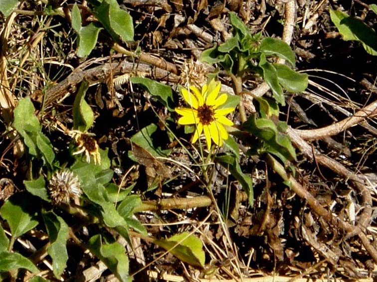 Asteracea della Florida