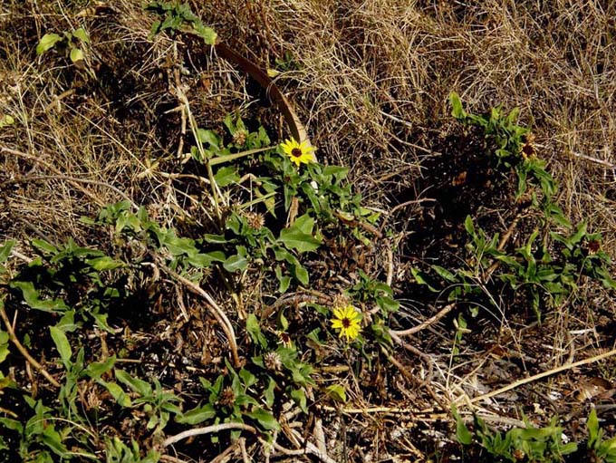 Asteracea della Florida