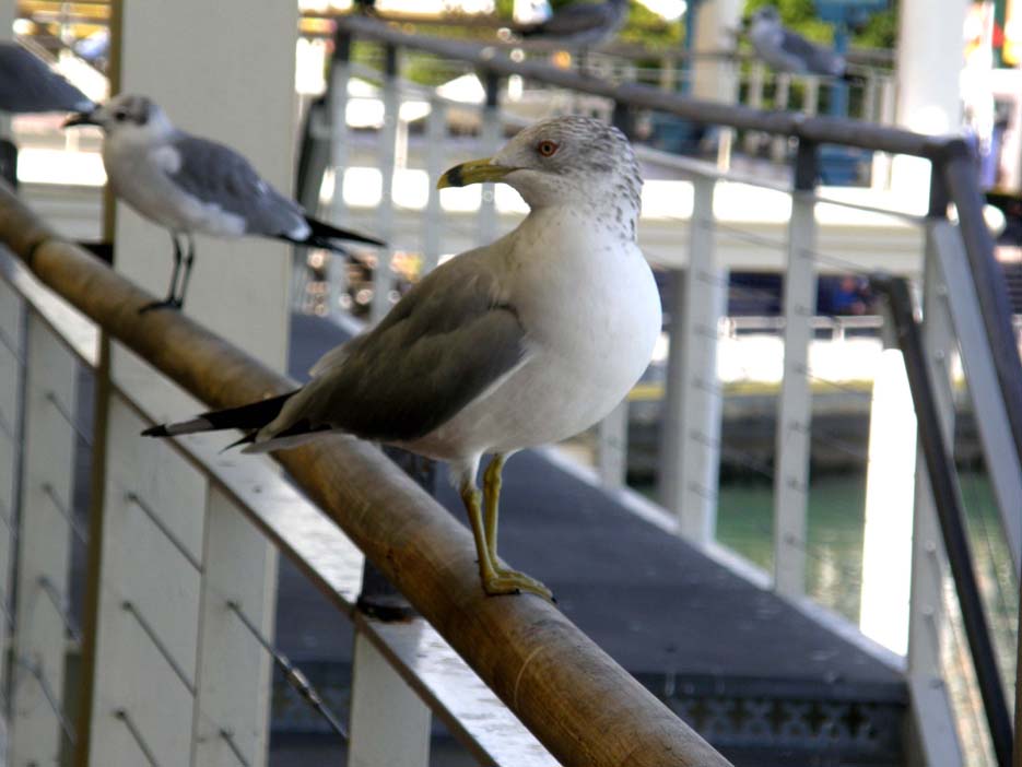 Gabbiani della Florida