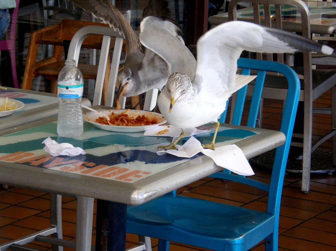 Gabbiani della Florida