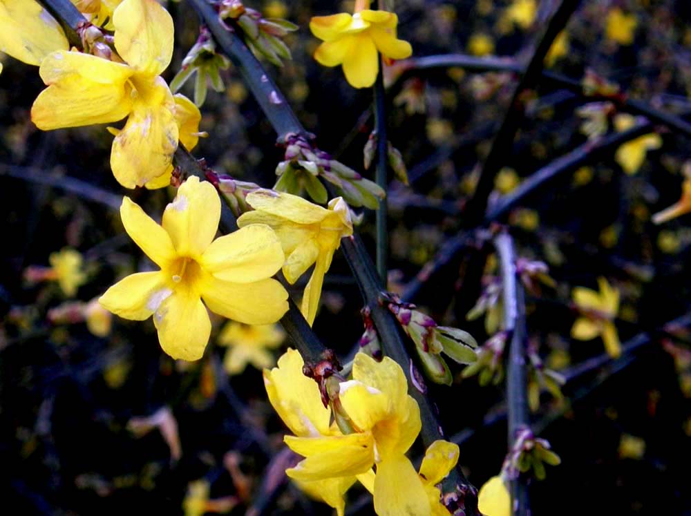 In un''aiuola milanese.-  Jasminum nudiflorum