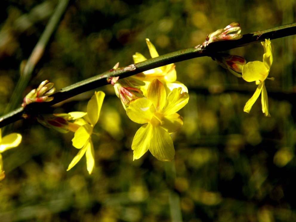 In un''aiuola milanese.-  Jasminum nudiflorum