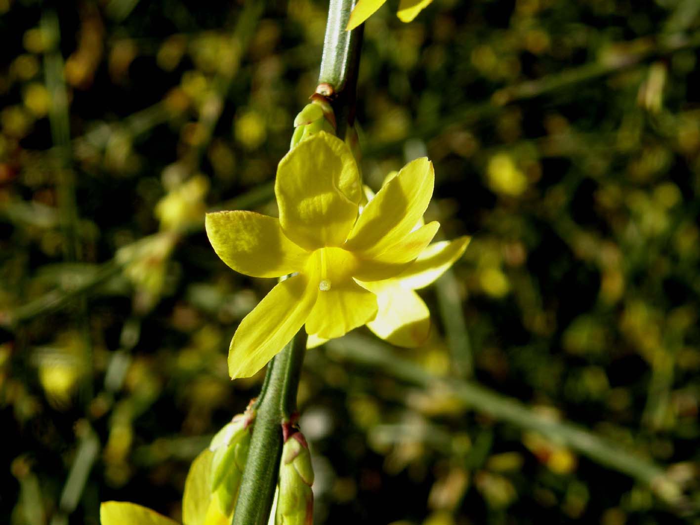 In un''aiuola milanese.-  Jasminum nudiflorum