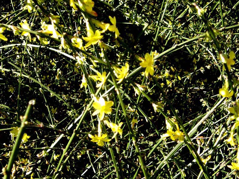 In un''aiuola milanese.-  Jasminum nudiflorum