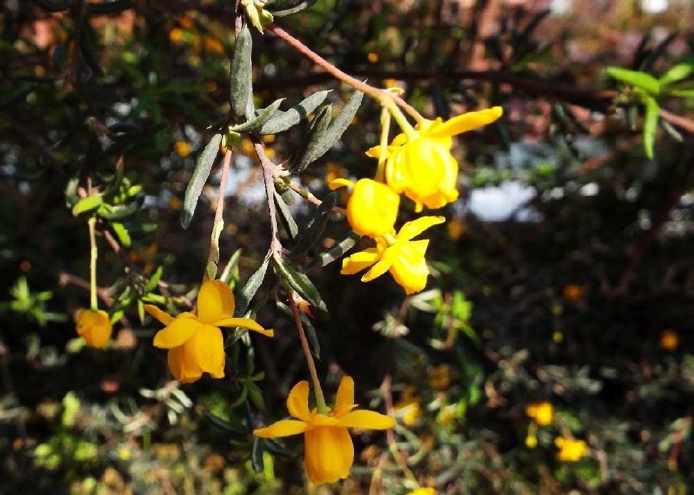 Coltivata in un''aiuola milanese: Berberis x stenophylla