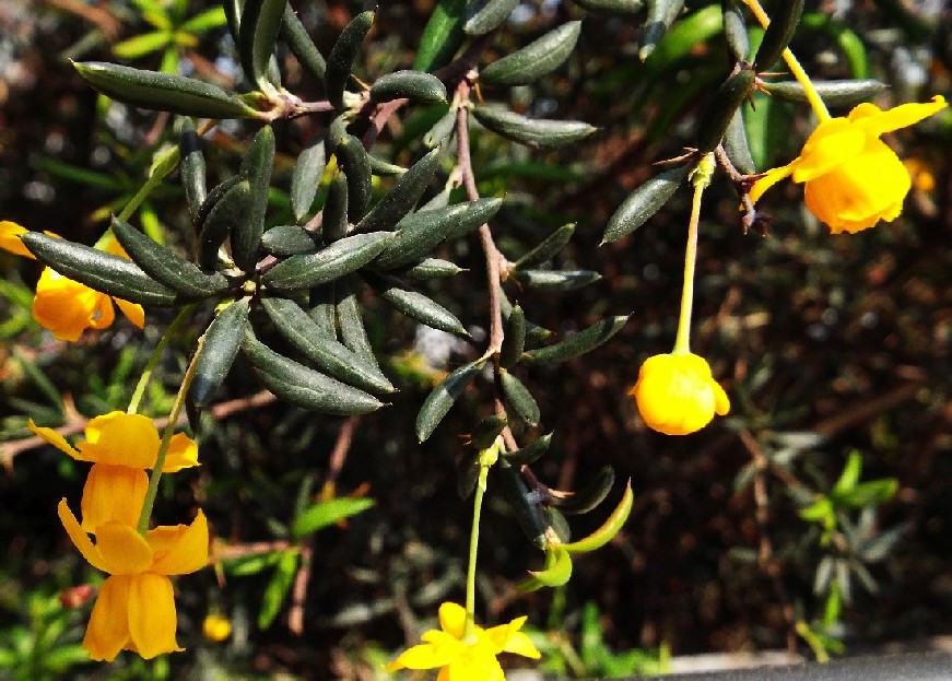 Coltivata in un''aiuola milanese: Berberis x stenophylla