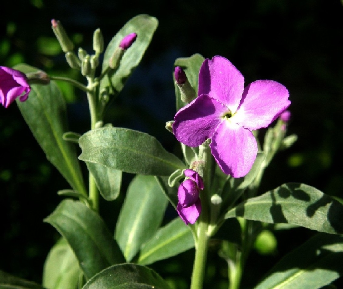 Fiori viola e screziati