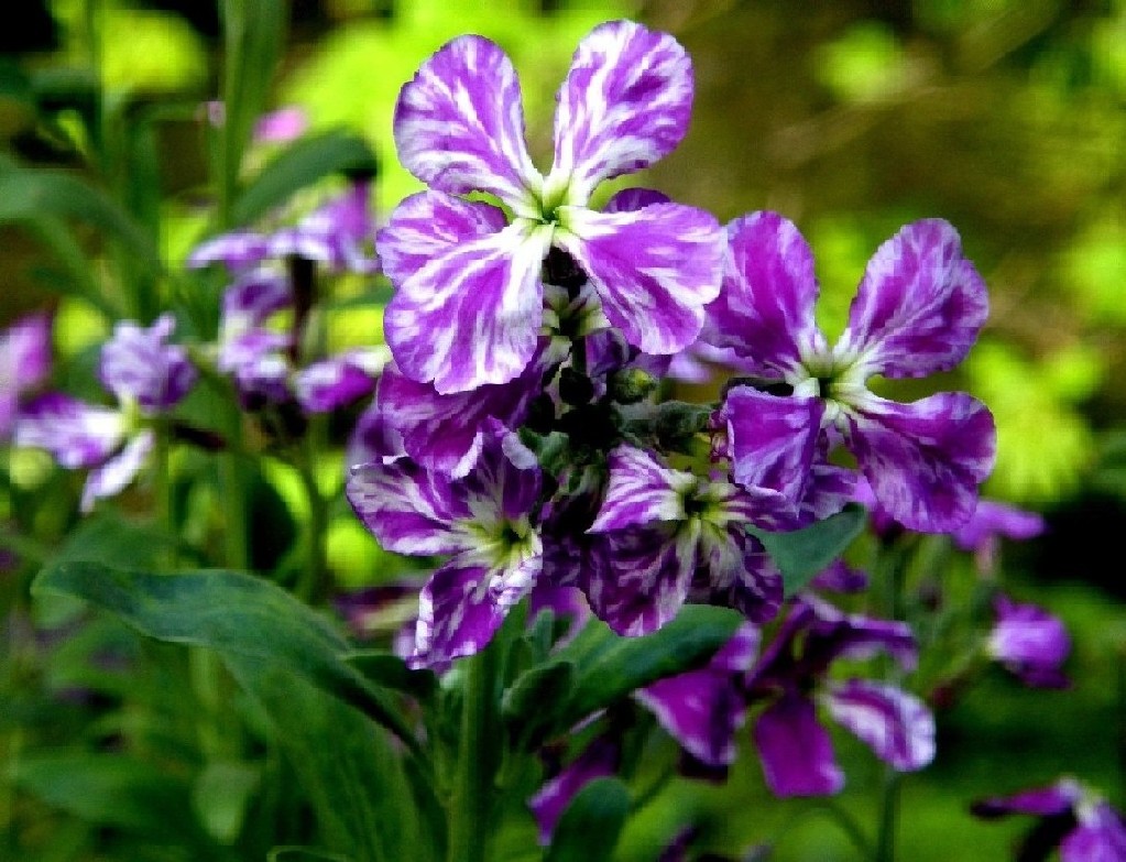 Fiori viola e screziati