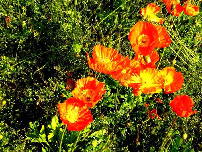 Papaveri da identificare:   Papaver nudicaule