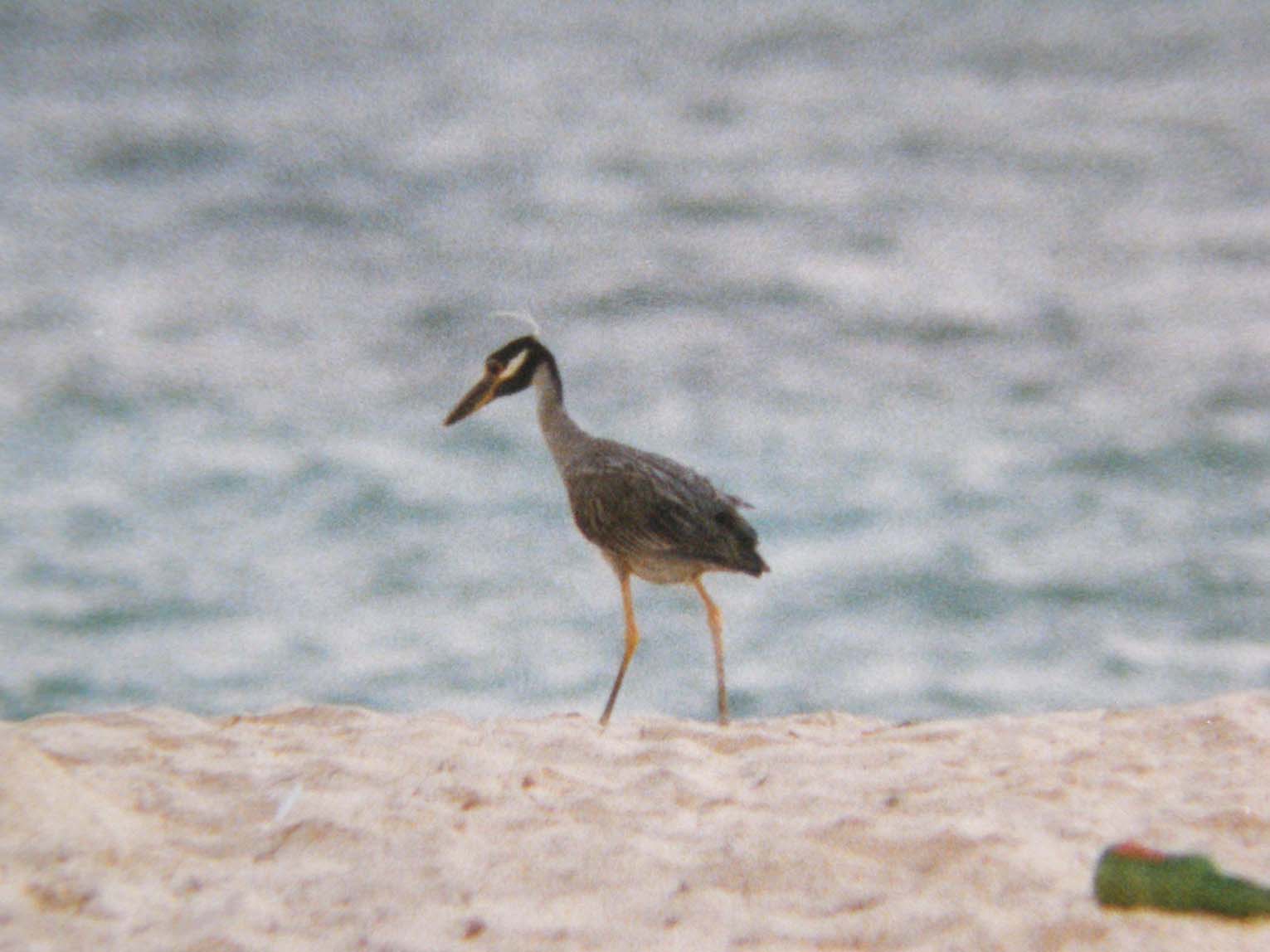 Nyctanassa violacea - Nitticora violacea caraibico