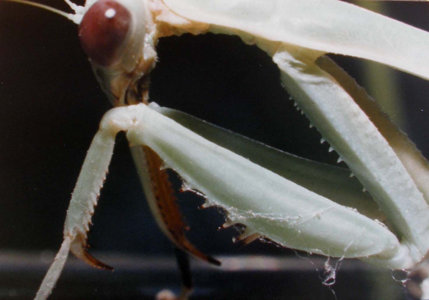 Mantide religiosa dell''Arizona