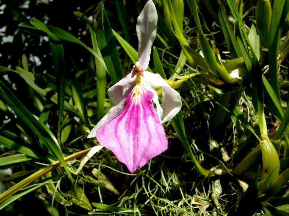 Giardino botanico di Monaco di Baviera - 1