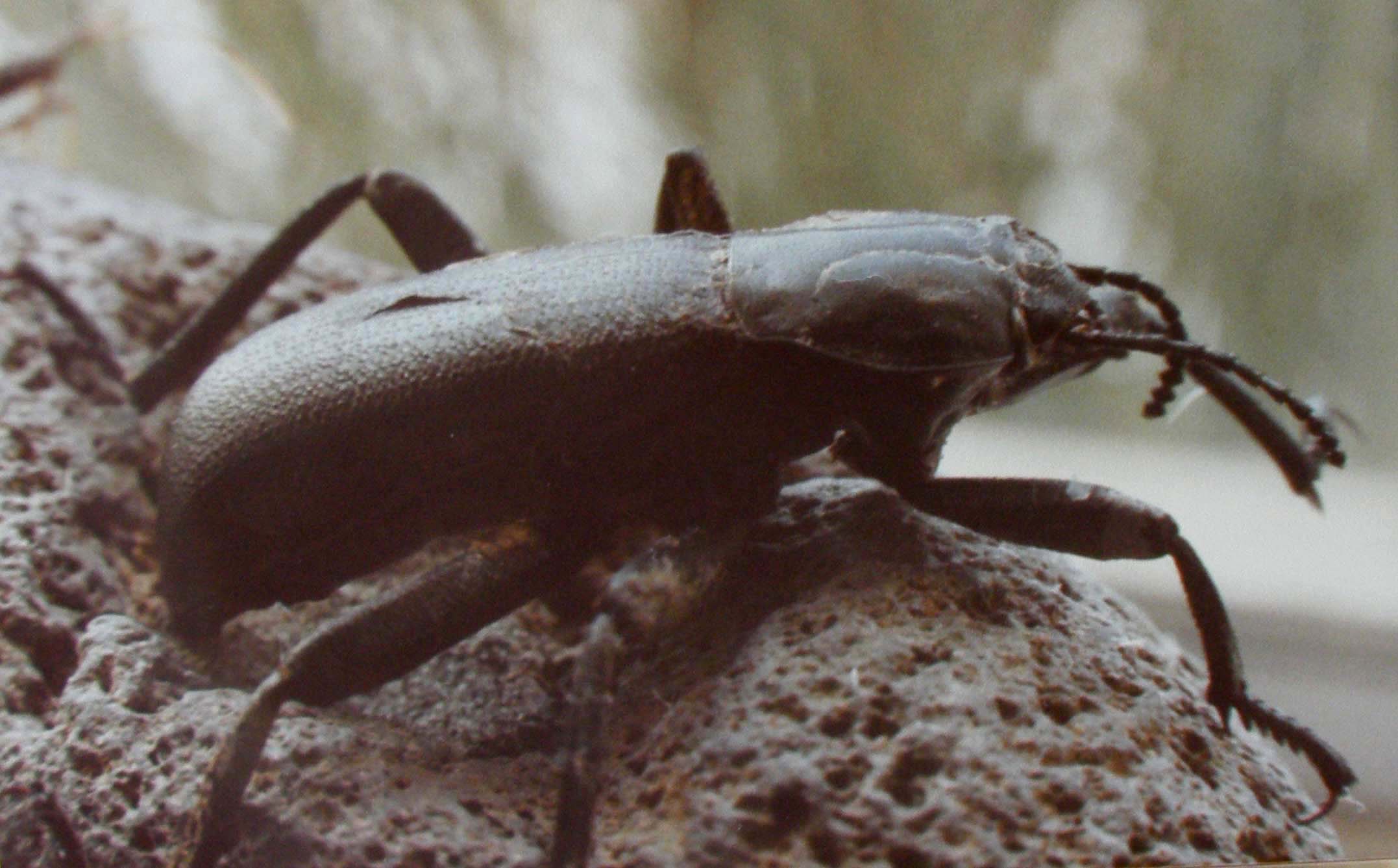 Coleotteri in  Arizona: Tenebrionidae Blaptinae e Cotinis mutabilis (Cetoniidae)