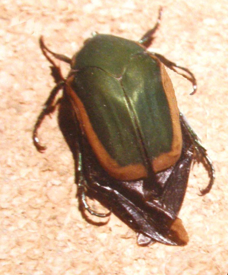 Coleotteri in  Arizona: Tenebrionidae Blaptinae e Cotinis mutabilis (Cetoniidae)