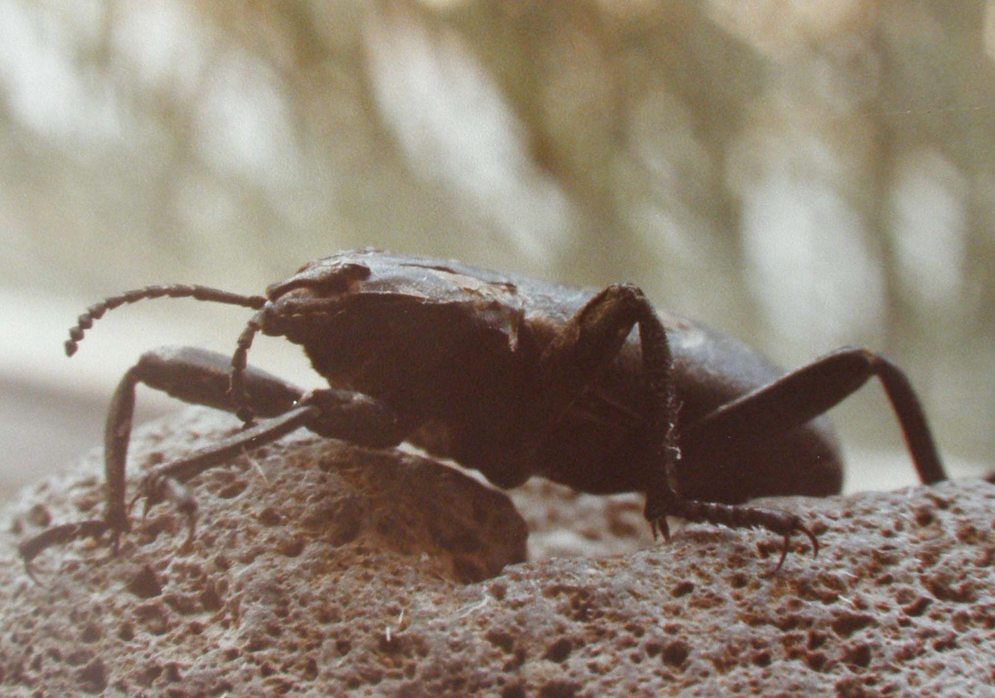 Coleotteri in  Arizona: Tenebrionidae Blaptinae e Cotinis mutabilis (Cetoniidae)