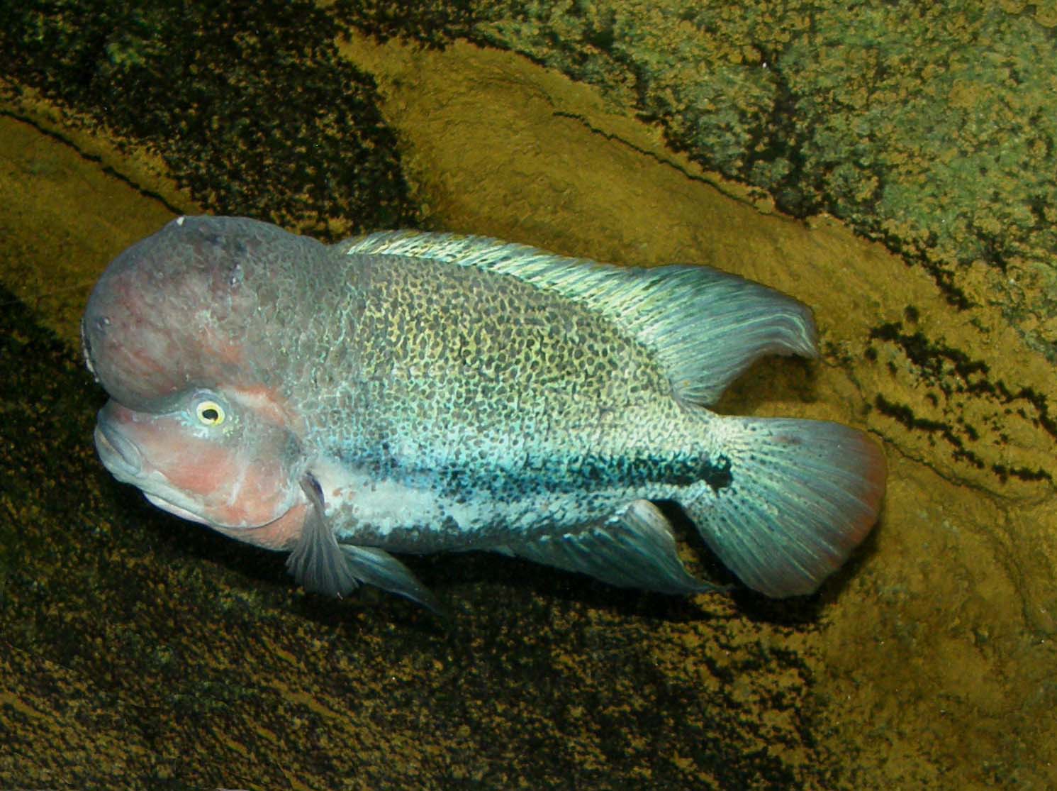 Pesce bitorzoluto