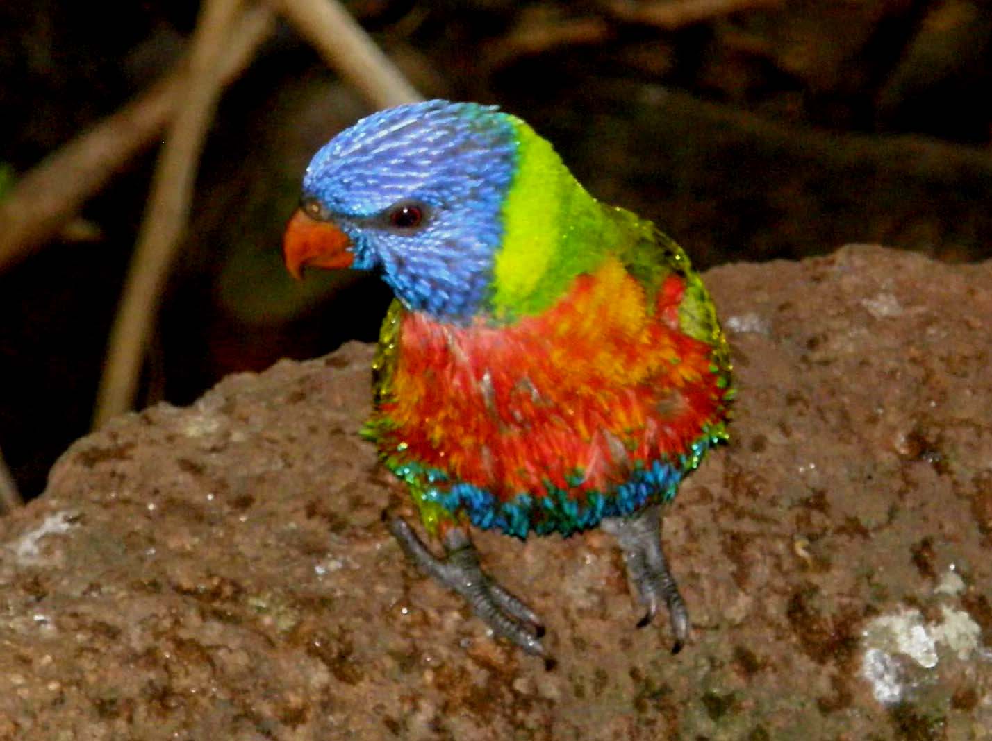 Uccelli allo zoo di Monaco di Baviera